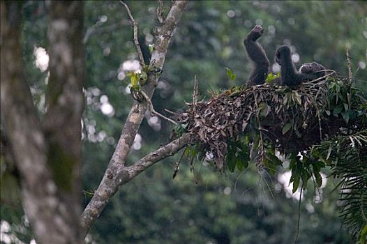黑猩猩,类人猿,成年,休息,夜晚,窝,尼日利亚