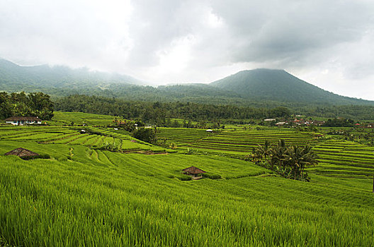 印度尼西亚,巴厘岛,稻米梯田