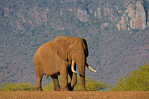 非洲,灌木,大象,非洲象,老,雄性动物,走,坝,禁猎区,纳塔耳,南非