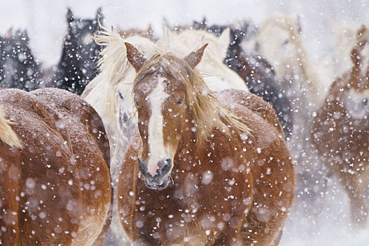 马,跑,雪中,地点
