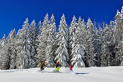 雪鞋,远足,正面,积雪,树林,冬天,徒步旅行,齐姆高,巴伐利亚,德国,欧洲