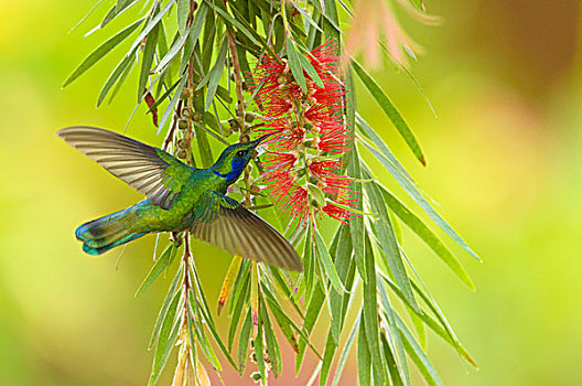 绿色,绿紫耳蜂鸟,飞行,进食,花蜜,花,国家公园,圣荷塞,省,哥斯达黎加,北美