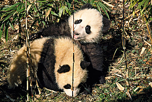 两个,熊猫,幼兽,玩,竹子,灌木,卧龙,四川