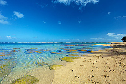 珊瑚,表面,浅水,隧道,海滩,考艾岛,夏威夷,美国