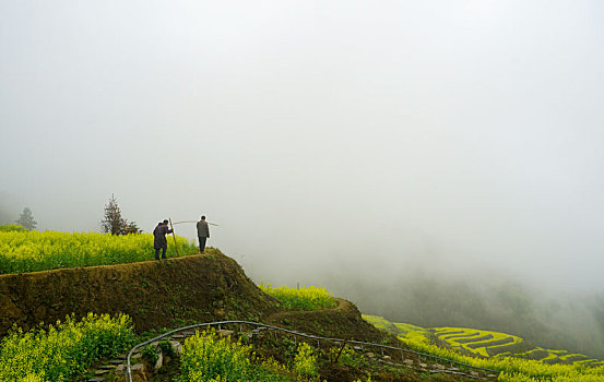 重庆酉阳,小雨晨雾满山涧,金波道道秀梯田