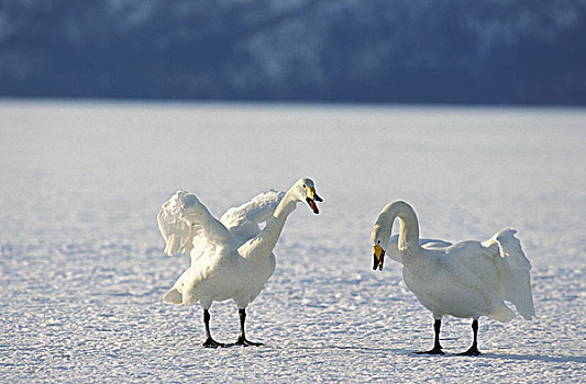 大天鹅,天鹅,一对,示爱,冰湖,北海道,岛屿,日本
