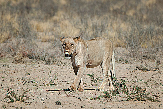 雌狮,走,卡拉哈迪大羚羊国家公园,北开普,省,南非,非洲
