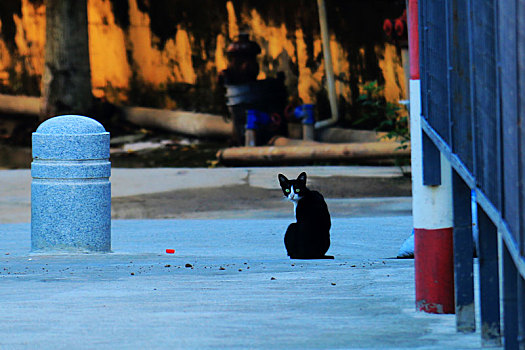 街头一只黑猫