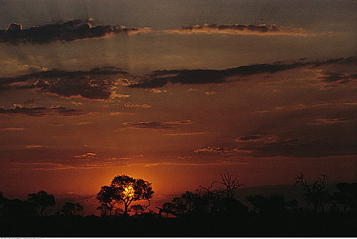 树,剪影,日落,克鲁格国家公园,德兰士瓦省,南非