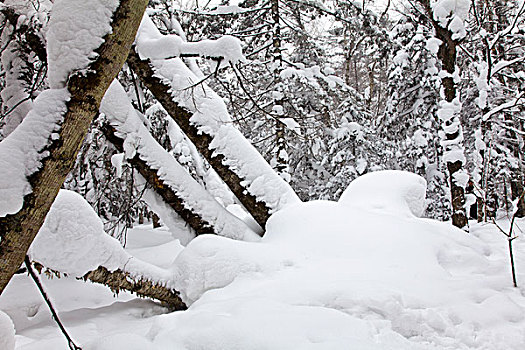 林海雪原,森林,白雪,吉林,延边