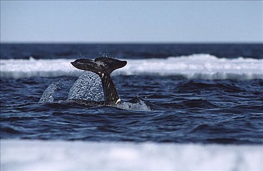 独角鲸,一角鲸,鲸,巴芬岛,加拿大西北地区,加拿大