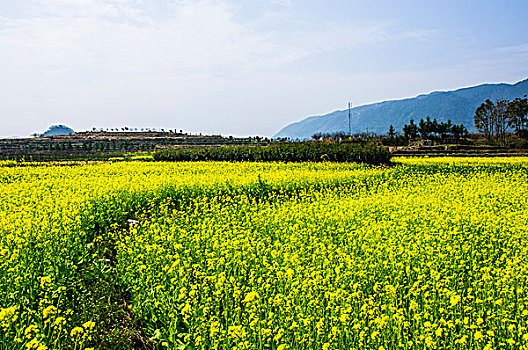 油菜花