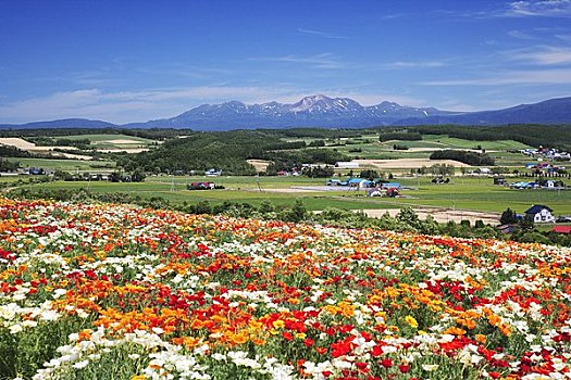 山,花菱草,花,陆地