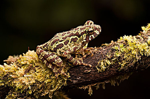 树蛙,保护色,枝头,软管,山,婆罗洲,马来西亚