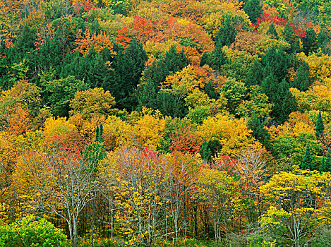 树林,佛蒙特州,美国
