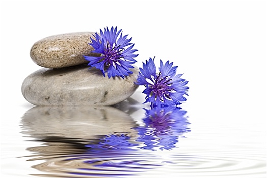 禅,平衡,蓝色,野花