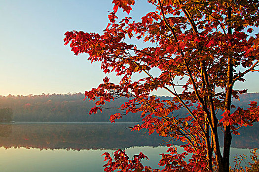 湖,秋天,树