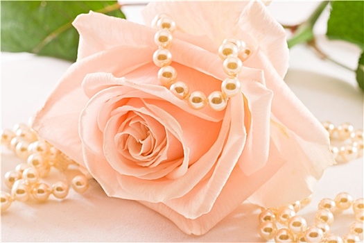 软,粉红玫瑰,珍珠