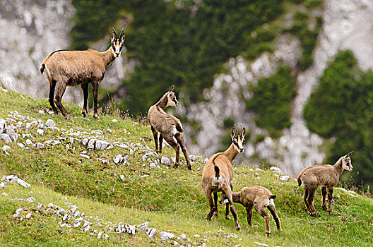 岩羚羊,臆羚,山,山脉,提洛尔,奥地利,欧洲