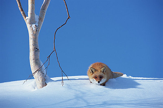 蓝天,红狐,雪中