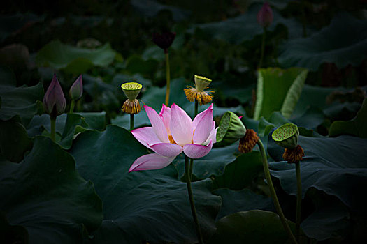 荷花,荷塘,2017秋荷－接天蓮葉無窮碧,映日荷花別樣紅