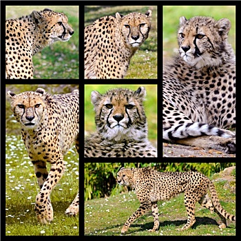 图案,照片,非洲猎豹