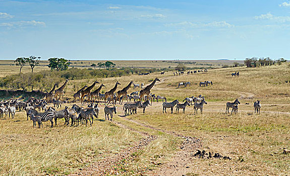 斑马,马,长颈鹿,干燥,河床,马赛马拉国家保护区,肯尼亚,非洲