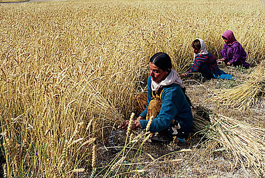 女人,孩子,收获,小麦,地点,乡村,山地,北方,区域,巴基斯坦,四月,2005年
