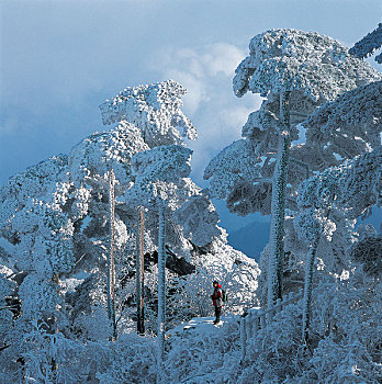 积雪,树,顶峰,黄山,安徽