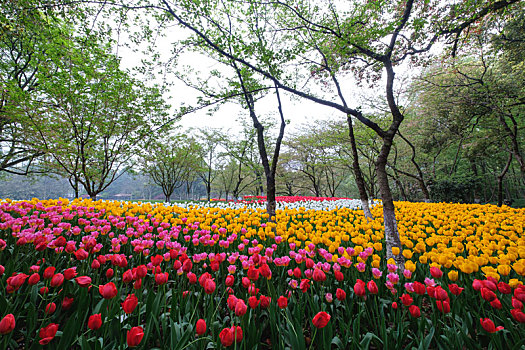 杭州西湖太子湾公园的郁金香