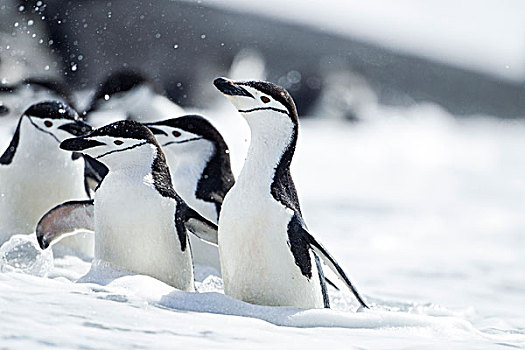 南极,南设得兰群岛,帽带企鹅,阿德利企鹅属,走,海浪,欺骗岛