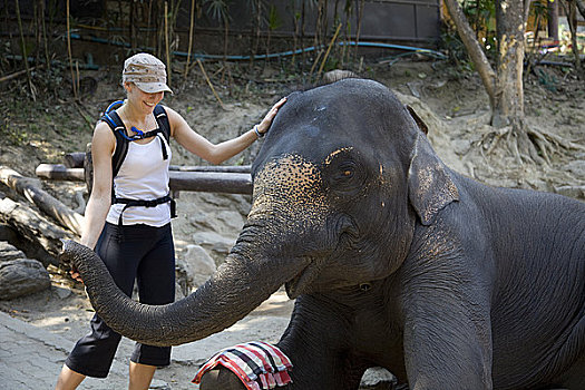 雌性,旅游,姿势,大象,清迈,泰国