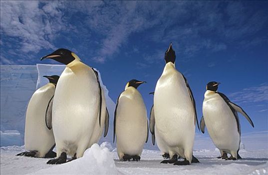 帝企鹅,群,靠近,冰架,威德尔海,南极