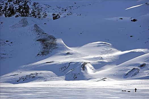 挪威,穿过,冰冻,湖,高,高原,越野滑雪,两个,狗拉雪橇,爱斯基摩犬,拉拽,滑雪,后面
