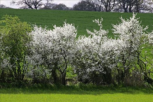 花,黑刺李