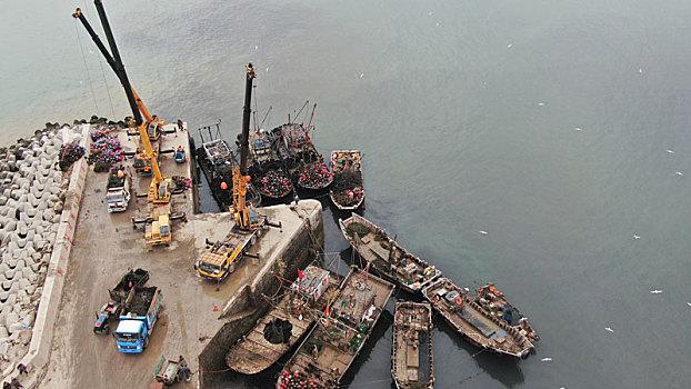 山东省日照市,扇贝海虹新鲜上岸,渔民繁忙有序分拣加工发往全国各地