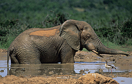 非洲象,浴,南非