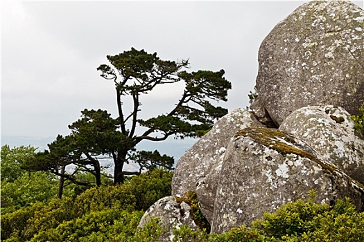 石头,树,摩尔风格,城堡,靠近,里斯本,葡萄牙