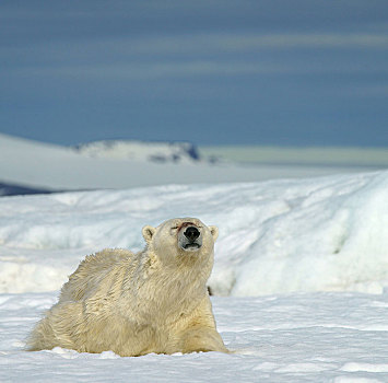北极熊,卧,雪地,斯瓦尔巴特群岛,挪威,北极,欧洲