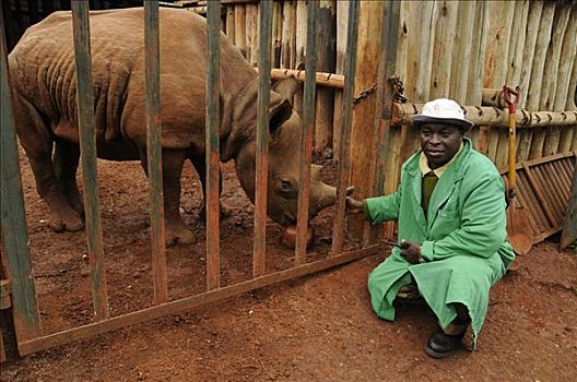 黑犀牛,笼子,看护,正面,内罗毕国家公园,车站,内罗毕,肯尼亚,非洲