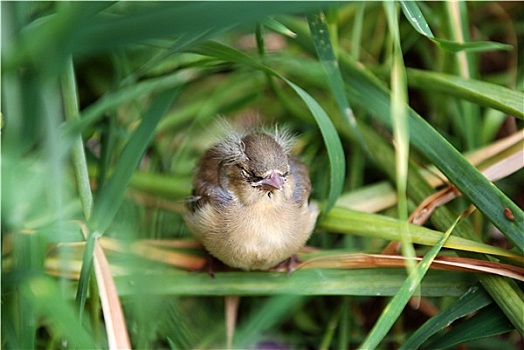 幼鸟,苍头燕雀,一个,高草