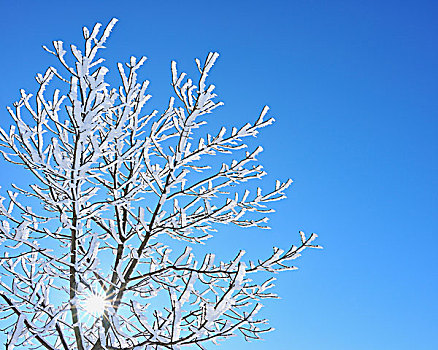 积雪,枫树,太阳,山,黑森州,德国