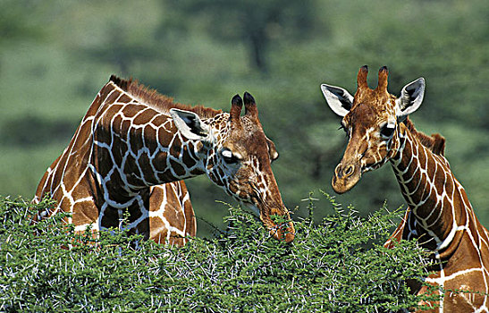 网纹长颈鹿,长颈鹿,一对,吃,刺槐,公园,肯尼亚