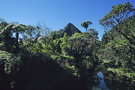 树林,留尼汪岛