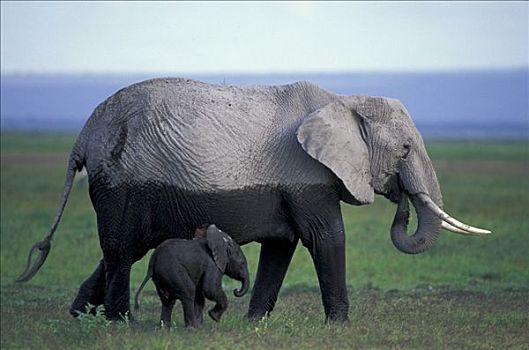 非洲,灌木,热带草原,大象,非洲象