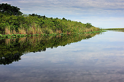 佛罗里达大沼泽