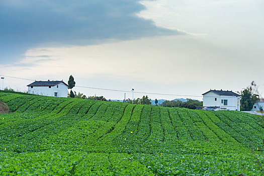 新农村蔬菜基地