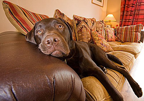 家犬,巧克力拉布拉多犬,成年,休息,沙发