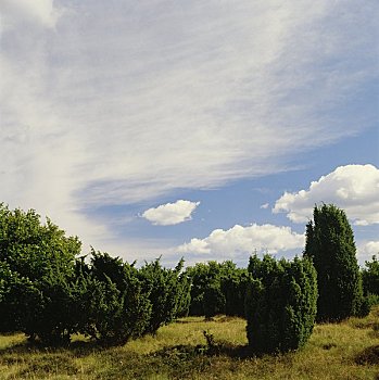 树,风景