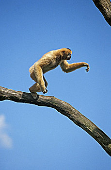 长臂猿,白色,成年,跳跃,枝条